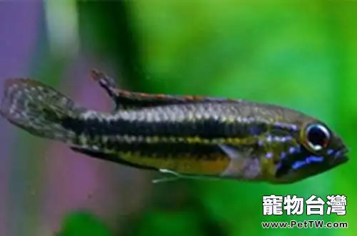 雙帶短鯛的飼養環境(1圖)-寵物台灣
