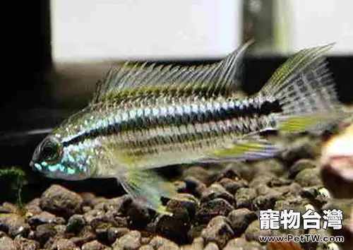 雙帶短鯛的餵食要點(1圖)-寵物台灣