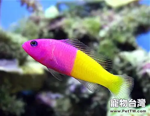 雙色草莓魚的品種簡介(1圖)-寵物台灣