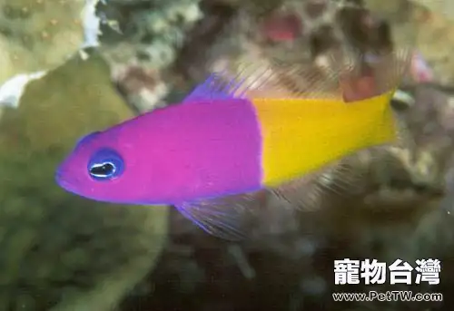 雙色草莓魚的外形特點(1圖)-寵物台灣