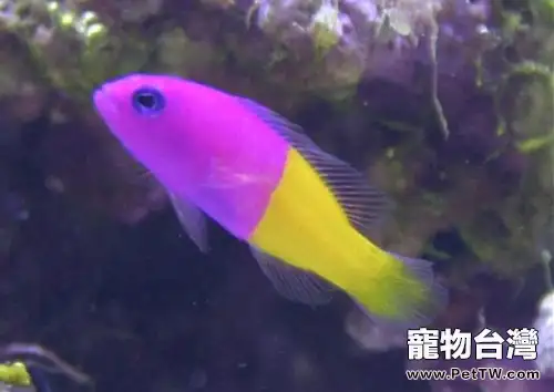 雙色草莓魚的飼養環境