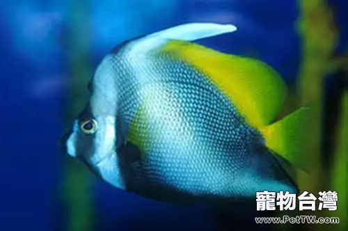 四帶馬伕魚的品種簡介(1圖)-寵物台灣