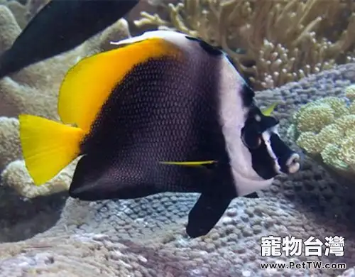 四帶馬伕魚的飼養環境