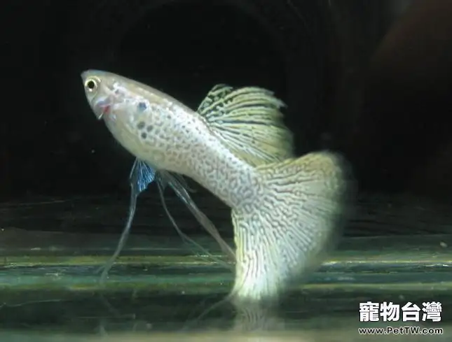 怎麼樣選購孔雀魚