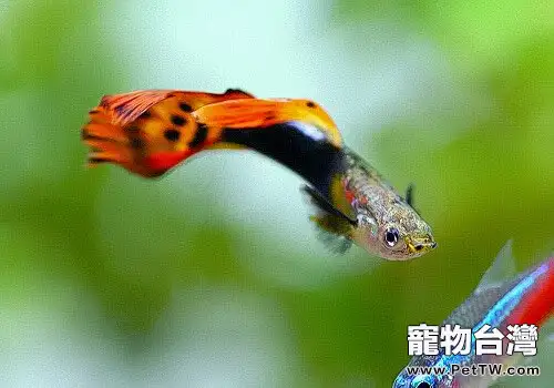 孔雀母魚生產時的注意事項