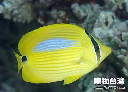 四棘蝴蝶魚的飼養環境