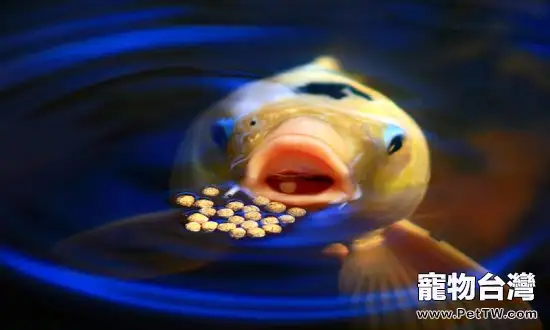錦鯉疾病綜合防治技術(1圖)-寵物台灣