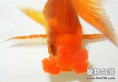 四絨球的品種簡介(1圖)-寵物台灣