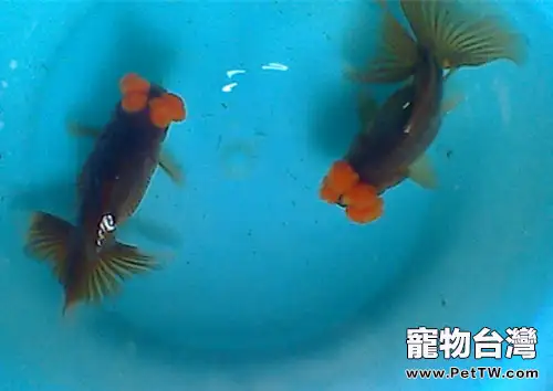 四絨球的外形特點(1圖)-寵物台灣