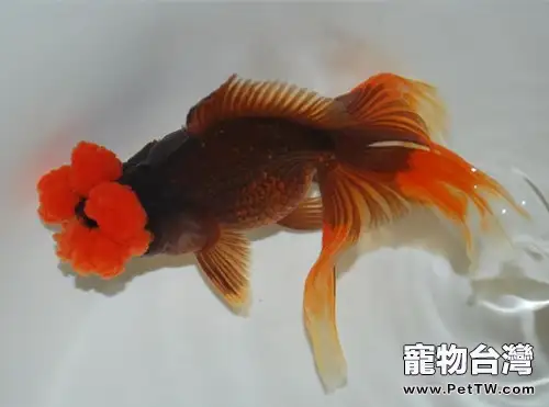 四絨球的飼養環境(1圖)-寵物台灣