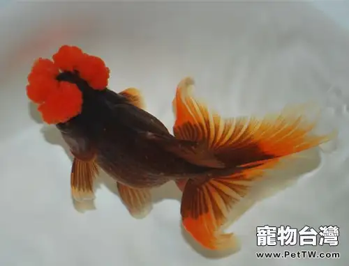 四絨球的餵食要點(1圖)-寵物台灣