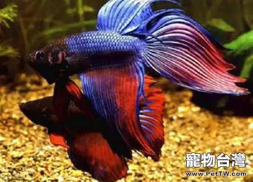 泰國斗魚的品種簡介(1圖)-寵物台灣