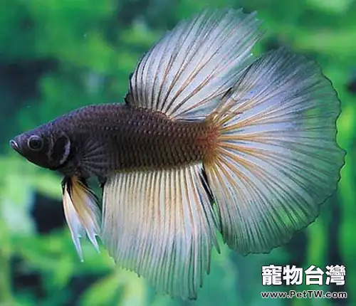 泰國斗魚的外形特點(1圖)-寵物台灣