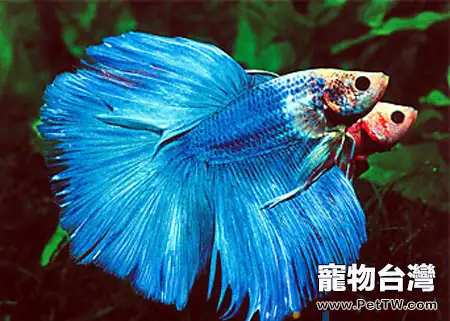 泰國斗魚的飼養環境(1圖)-寵物台灣