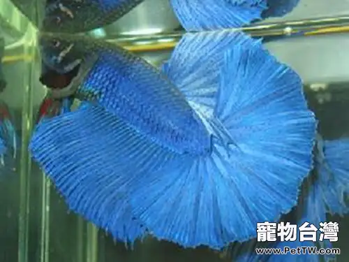 泰國斗魚的餵食要點(1圖)-寵物台灣