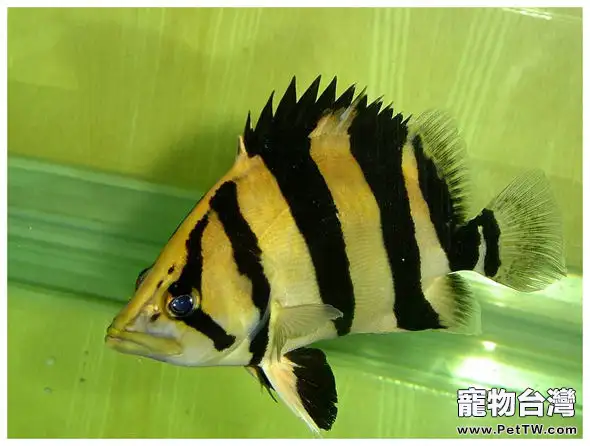 泰國虎的品種簡介(1圖)-寵物台灣