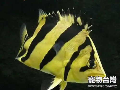泰國虎的外形特點(1圖)-寵物台灣