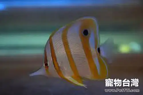 鐵嘴魚的品種簡介(1圖)-寵物台灣