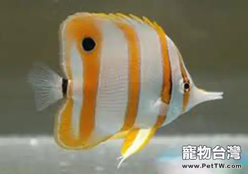 鐵嘴魚的外形特點(1圖)-寵物台灣
