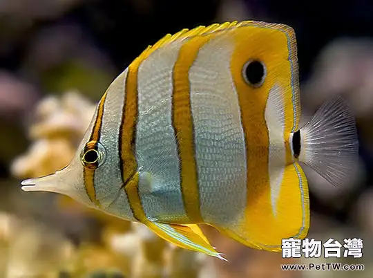 鐵嘴魚的飼養環境(1圖)-寵物台灣