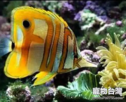鐵嘴魚的餵食要點(1圖)-寵物台灣