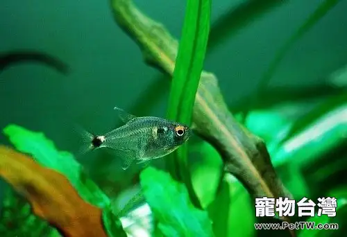 頭尾燈魚的品種簡介(1圖)-寵物台灣