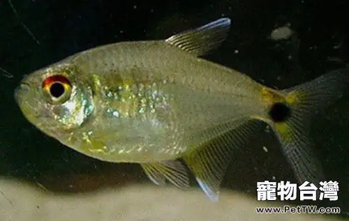 頭尾燈魚的外形特點(1圖)-寵物台灣