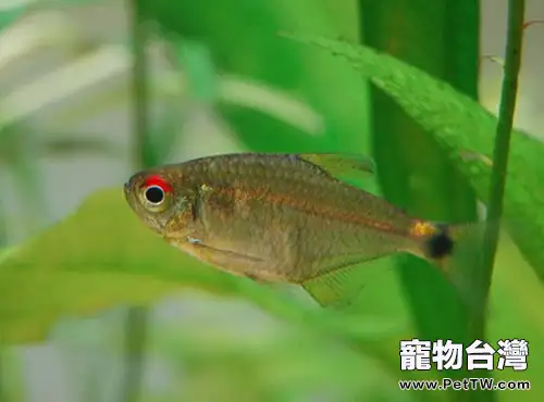 頭尾燈魚的飼養環境