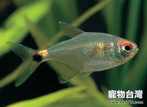 頭尾燈魚的餵食要點(1圖)-寵物台灣