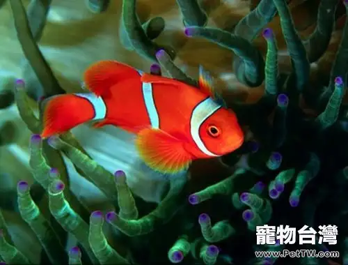 透紅小丑魚的品種簡介(1圖)-寵物台灣