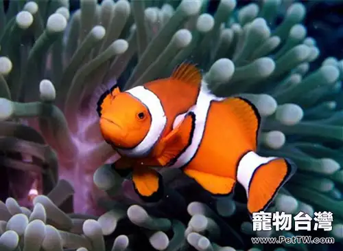 透紅小丑魚的外形特點(1圖)-寵物台灣