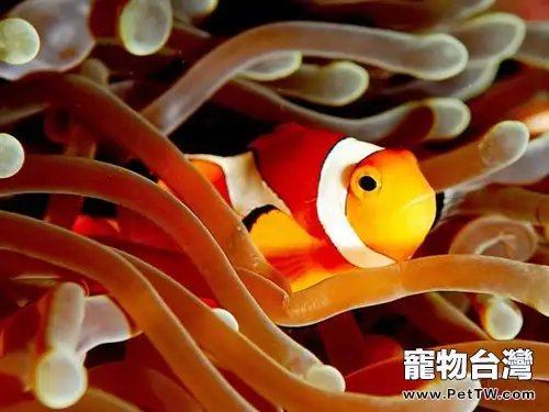 透紅小丑魚的餵食要點(1圖)-寵物台灣