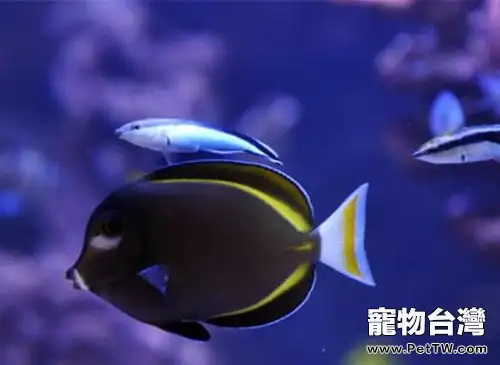 五彩吊的品種簡介(1圖)-寵物台灣