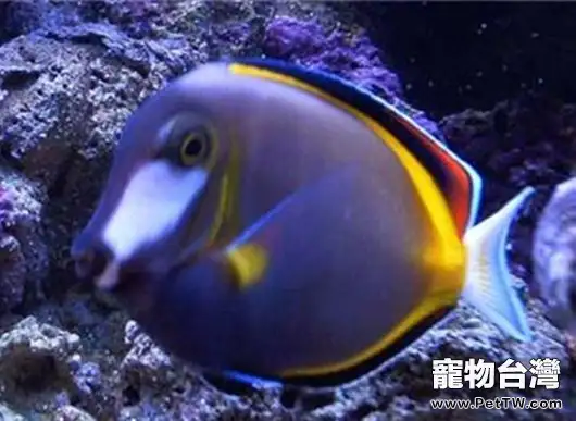 五彩吊的飼養環境(1圖)-寵物台灣