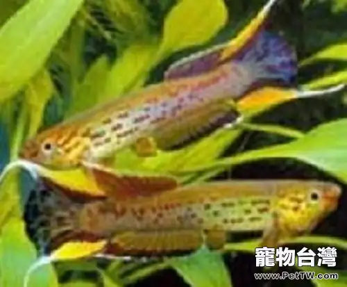 五彩琴尾魚的品種簡介