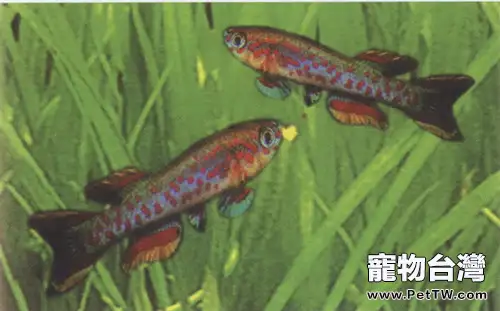 五彩琴尾魚的外形特點