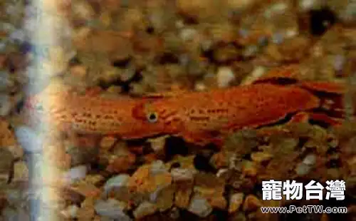 五彩琴尾魚的飼養環境