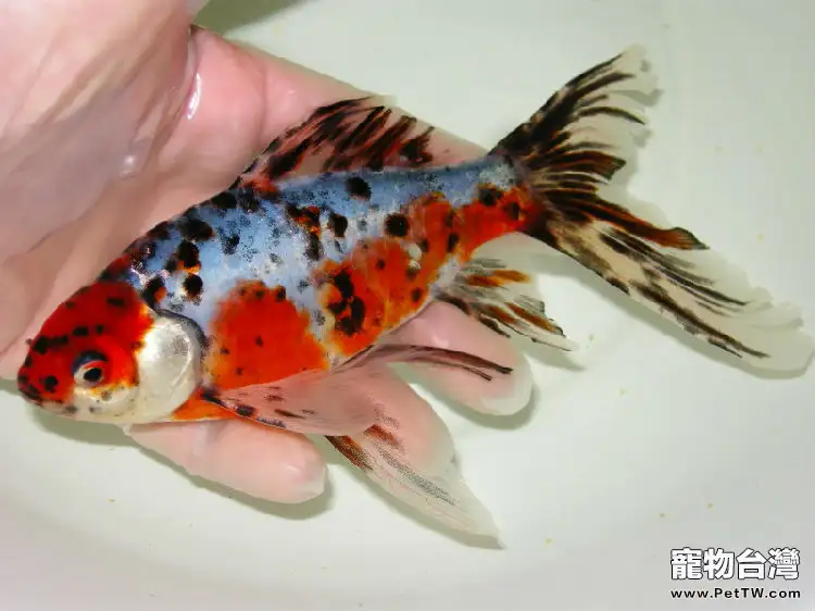 五花長尾草金魚的品種簡介(1圖)-寵物台灣
