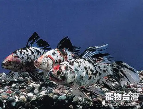 五花長尾草金魚的外形特點