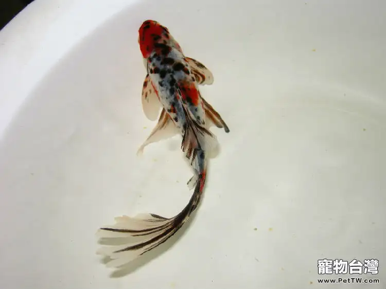 五花長尾草金魚的飼養環境