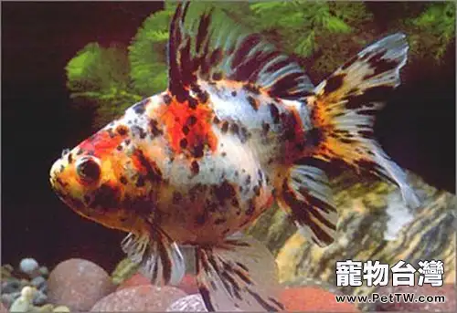 五花長尾草金魚的餵食要點