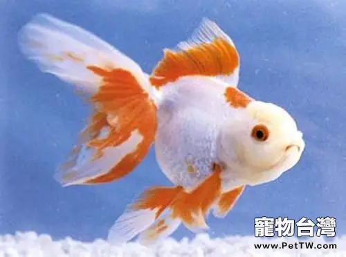五鰭相逢的品種簡介(1圖)-寵物台灣