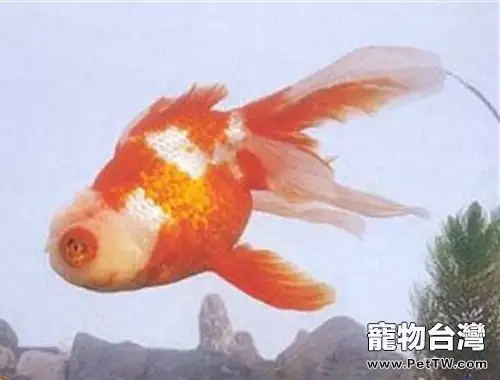 五鰭相逢的外形特點(1圖)-寵物台灣