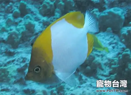 霞蝶魚的品種簡介(1圖)-寵物台灣