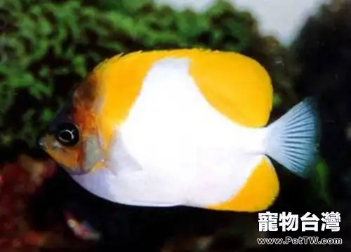 霞蝶魚的外形特點(1圖)-寵物台灣