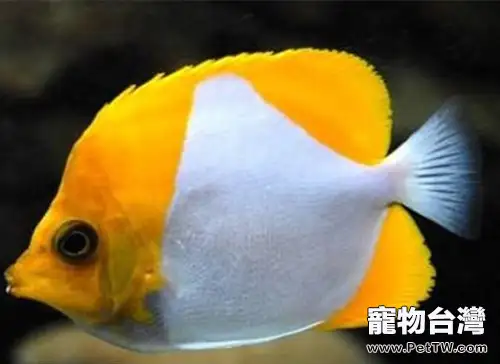 霞蝶魚的飼養環境(1圖)-寵物台灣