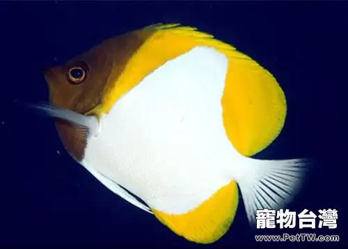 霞蝶魚的餵食要點(1圖)-寵物台灣