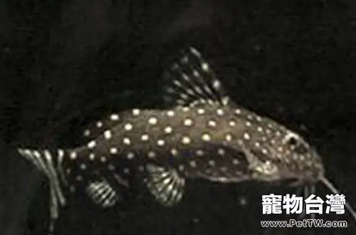 仙女鯰的外形特點(1圖)-寵物台灣
