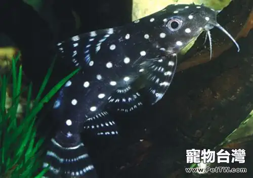 仙女鯰的飼養環境(1圖)-寵物台灣