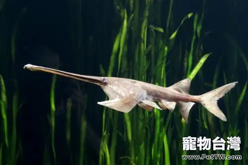 象鼻魚的品種簡介